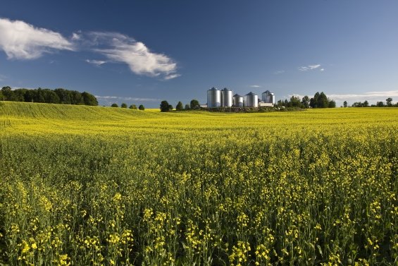 Champ de canola avec des structures de production de biocarburant au coucher du soleil.