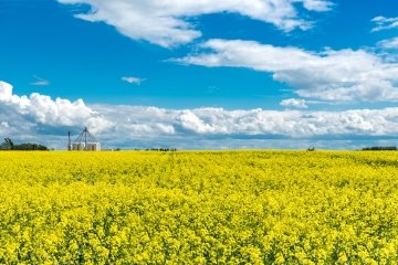 Vue panoramique aérienne d’un champ de canola en Saskatchewan avec un cerf sautant à travers les cultures des silos de stockage de fertilisants.