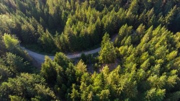 Vue par drone d’une forêt côtière verdoyante.
