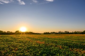 Champ de soja en Ontario, au Canada, à la mi‑septembre.