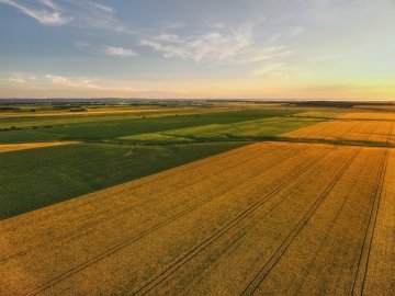 Vue aérienne de champs de colza jaunes au coucher du soleil, la lumière chaude projetant de longues ombres sur le paysage.