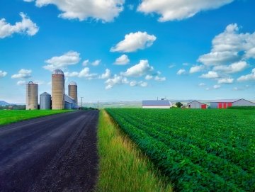 Une ferme au Québec avec de longues rangées droites de plants de soja en santé, bordant un chemin de gravier sous un ciel bleu parsemé de nuages.