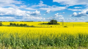 Champ de canola jaune en fleurs avec des îlots de buissons verts, sous un ciel bleu avec un arrière‑plan nuageux.